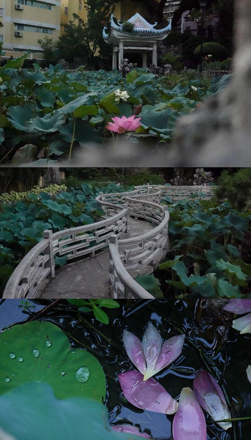 盧廉若公園。人民網(wǎng) 唐佳 攝