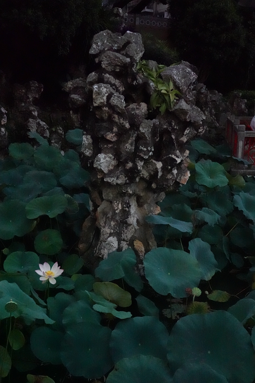 盧廉若公園的假山石。人民網(wǎng) 唐佳 攝